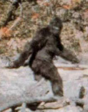 Patterson-Gimlin Footage