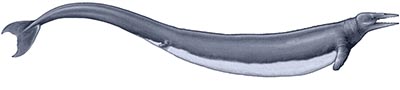 Basilosaurus