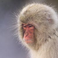 The Hundredth Monkey The Hundredth Monkey